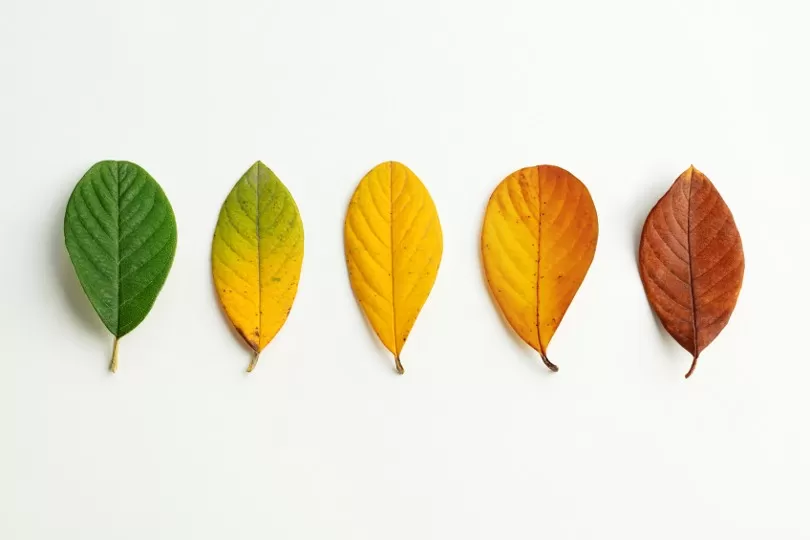 Leaf changing colours during seasons 